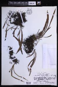 Lepisorus thunbergianus image