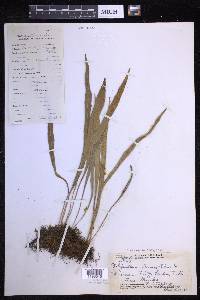 Lepisorus thunbergianus image