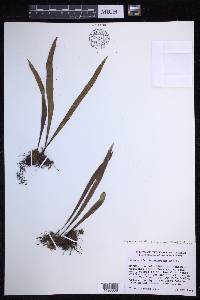 Lepisorus thunbergianus image