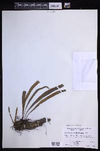 Lepisorus thunbergianus image