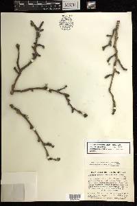 Jatropha canescens image