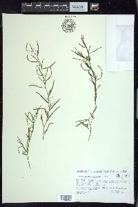 Potamogeton foliosus subsp. foliosus image