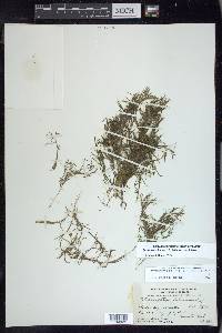 Potamogeton foliosus subsp. foliosus image