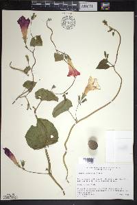 Ipomoea purpurea image