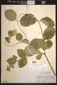 Lonicera hirsuta image