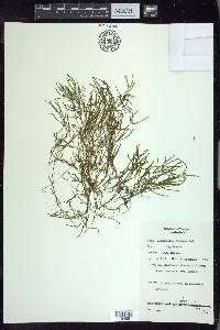 Potamogeton foliosus subsp. foliosus image