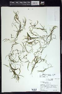 Potamogeton foliosus subsp. foliosus image