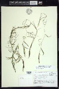 Potamogeton foliosus subsp. foliosus image