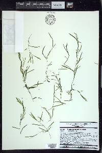 Potamogeton foliosus subsp. foliosus image