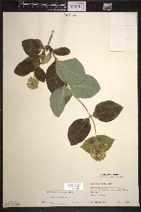 Lonicera hirsuta image