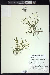 Potamogeton foliosus subsp. foliosus image