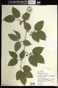 Smilax tamnoides image