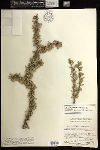 Jatropha cuneata image