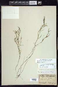 Potamogeton foliosus subsp. foliosus image