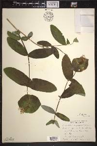 Lonicera dioica image