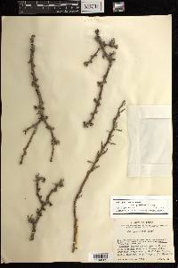 Jatropha dioica var. graminea image
