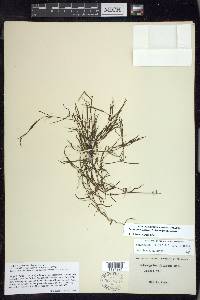 Potamogeton foliosus subsp. foliosus image