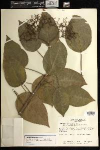 Jatropha divaricata image