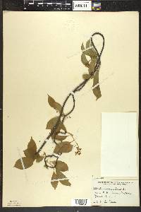 Celastrus scandens image