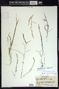 Potamogeton foliosus subsp. foliosus image