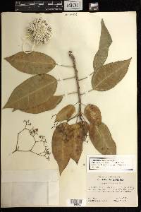 Jatropha divaricata image