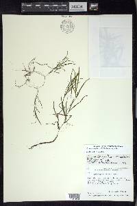 Potamogeton foliosus subsp. foliosus image