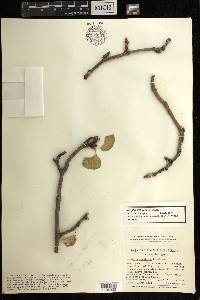 Jatropha vernicosa image