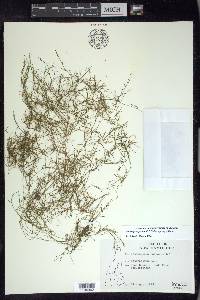 Potamogeton foliosus subsp. foliosus image