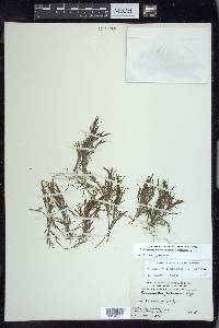 Potamogeton foliosus subsp. foliosus image