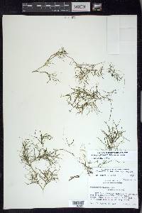 Potamogeton foliosus subsp. foliosus image