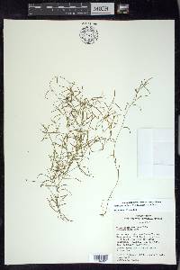 Potamogeton foliosus subsp. foliosus image