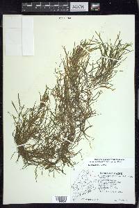 Potamogeton foliosus subsp. foliosus image