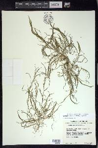 Potamogeton foliosus subsp. foliosus image