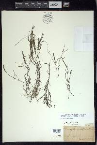 Potamogeton foliosus subsp. foliosus image