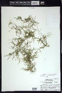 Potamogeton foliosus subsp. foliosus image