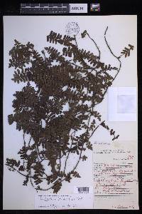 Arthropteris beckleri image