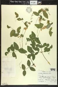 Lathyrus ochroleucus image