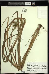 Carex comosa image