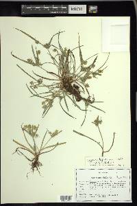 Cyperus hyalinus image