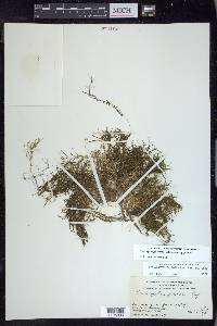 Potamogeton foliosus subsp. foliosus image