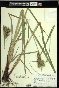 Carex lupuliformis image