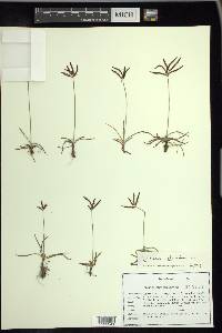 Cyperus rotundus image