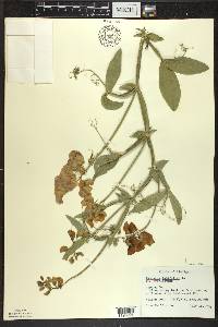 Lathyrus latifolius image