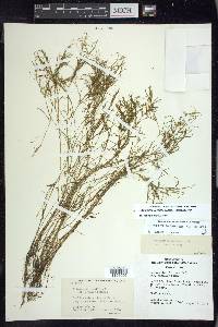 Potamogeton foliosus subsp. foliosus image