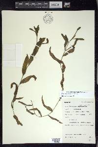 Potamogeton illinoensis image