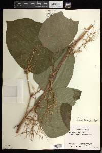 Reynoutria japonica image