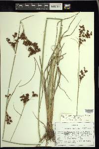 Rhynchospora microcarpa image