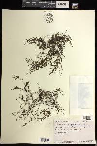 Hymenophyllum productum image