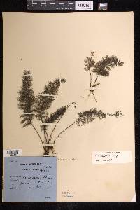 Abrodictyum meifolium image