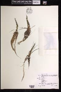 Isoëtes echinospora image